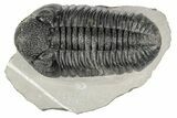 Large, Prone Drotops Trilobite - Mrakib, Morocco #193706-5